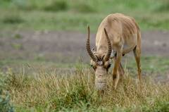 Saiga tatarica