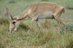 Saiga tatarica