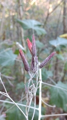 Onoseris onoseroides