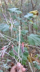 Onoseris onoseroides