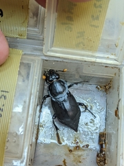 Nicrophorus concolor