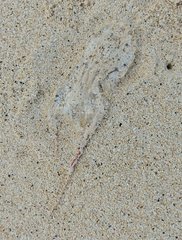 Alatina alata