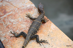 Varanus salvator macromaculatus