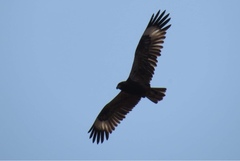 Hamirostra melanosternon