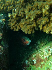Heteropriacanthus carolinus