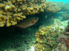 Heteropriacanthus carolinus