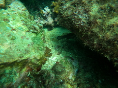 Pareques fuscovittatus