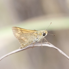 Taractrocera anisomorpha
