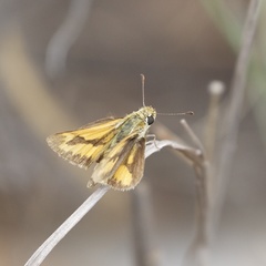 Taractrocera anisomorpha