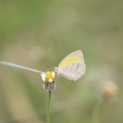 Eurema herla