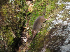 Antechinus adustus