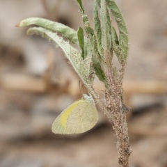 Eurema herla