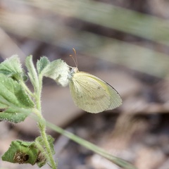 Eurema herla