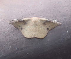 Oreta carnea