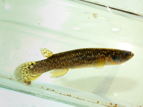 Dogtooth Rivulus