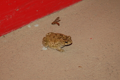 Sclerophrys pusilla