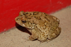 Sclerophrys pusilla