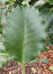 Ilex × meserveae