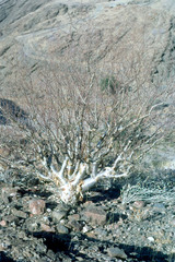 Commiphora virgata image