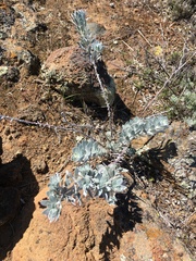Acmispon argophyllus adsurgens