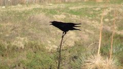 Corvus corax