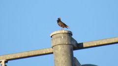 Sturnus vulgaris