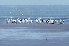 Pelecanus onocrotalus