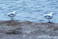 Chroicocephalus hartlaubii
