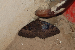 Erebus walkeri