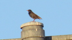 Sturnus vulgaris