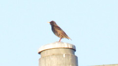 Sturnus vulgaris