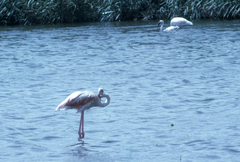 Phoenicopterus roseus