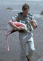 Phoenicopterus roseus