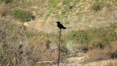 Corvus corax