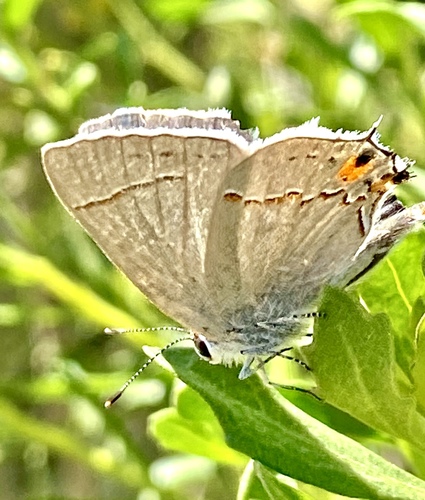 iNaturalist observation photo of Gray Hairstreak