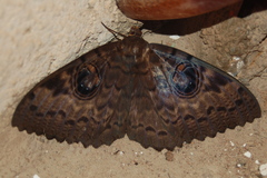 Erebus walkeri