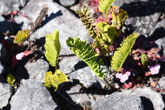 Polypodium pellucidum vulcanicum