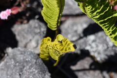 Polypodium pellucidum vulcanicum