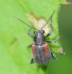 Neofidia humeralis