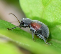 Neofidia humeralis