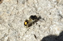 Hoplomutilla spinosa