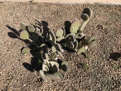 Opuntia