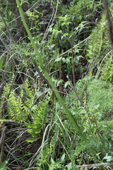 Arracacia tolucensis multifida