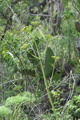 Arracacia tolucensis multifida