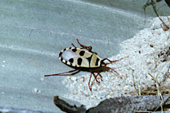 Probergrothius angolensis