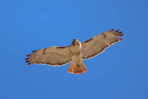 Red-tailed Hawk photographed in Maryland