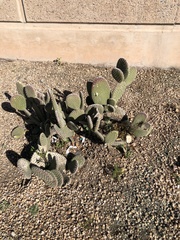Opuntia