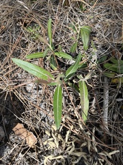 Pterocaulon pycnostachyum