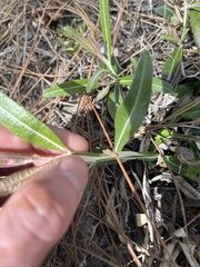 Pterocaulon pycnostachyum