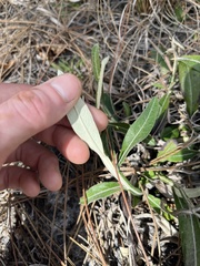 Pterocaulon pycnostachyum